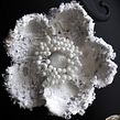 Tweed Wild Rose Brooches. Un progetto di Textile Design, Fashion design e Design di gioielli di Svetlana Faulkner - 27.09.2023