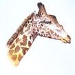 My project for course: Watercolor Illustration: Painting Realistic Wildlife. Un proyecto de Bellas Artes, Pintura, Pintura a la acuarela e Ilustración naturalista				 de Ella Sienna - 21.12.2023