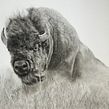 Charcoal bison. https://www.sarahstokesartist.co.uk/post/drawing-a-bison-using-charcoal. Drawing, Realistic Drawing, and Artistic Drawing project by Sarah Stokes - 12.28.2023