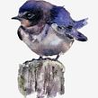 Watercolour barn swallow. Live Instagram feed at Sarahstokesartist on 28/01/24 16:00GMT Ein Projekt aus dem Bereich Aquarellmalerei von Sarah Stokes - 24.01.2024