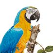 Blue-and-yellow macaw / Arara-canindé. Un progetto di Illustrazione tradizionale, Belle arti, Illustrazione botanica, Illustrazione con inchiostro, Illustrazione naturalistica, Pittura e Pittura ad acquerello di Marcellus Nishimoto - 08.05.2024
