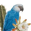 Spix’s macaw / Ararinha-azul. Un progetto di Belle arti, Illustrazione tradizionale, Illustrazione botanica, Illustrazione con inchiostro, Illustrazione naturalistica, Pittura e Pittura ad acquerello di Marcellus Nishimoto - 08.05.2024