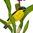 Yellow-bellied dacnis / Saí-amarela. Un progetto di Belle arti, Illustrazione tradizionale, Illustrazione botanica, Illustrazione con inchiostro, Illustrazione naturalistica, Pittura e Pittura ad acquerello di Marcellus Nishimoto - 08.05.2024