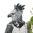Harpy-eagle / Harpia. Un progetto di Belle arti, Illustrazione tradizionale, Illustrazione botanica, Illustrazione con inchiostro, Illustrazione naturalistica, Pittura e Pittura ad acquerello di Marcellus Nishimoto - 08.05.2024