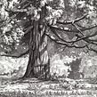 Tree on Cambie Street in Afternoon Light. Un projet de Illustration traditionnelle de Heather Souliere - 22.07.2024