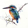 🥳 Free kingfisher video!! Subscribe to www.oliveandplumretreats.com to get the full download and resource pack!. Un proyecto de Pintura a la acuarela de Sarah Stokes - 17.10.2024