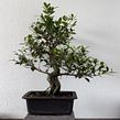 Ficus Micro Carpa Development (Tiger Bark Ficus). Floral, Plant Design, Arts, Crafts, and Art Therap project by Alex Mendoza - 10.31.2024