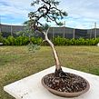 Creating a Bunjin Style Bonsai. Arts, Crafts, Floral, Plant Design, Fine Arts, DIY, and Design project by Alex Mendoza - 01.24.2025