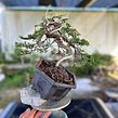 Styling a juniper from raw material . Arts, Crafts, Fine Arts, DIY, Design, Floral, and Plant Design project by Alex Mendoza - 01.24.2025