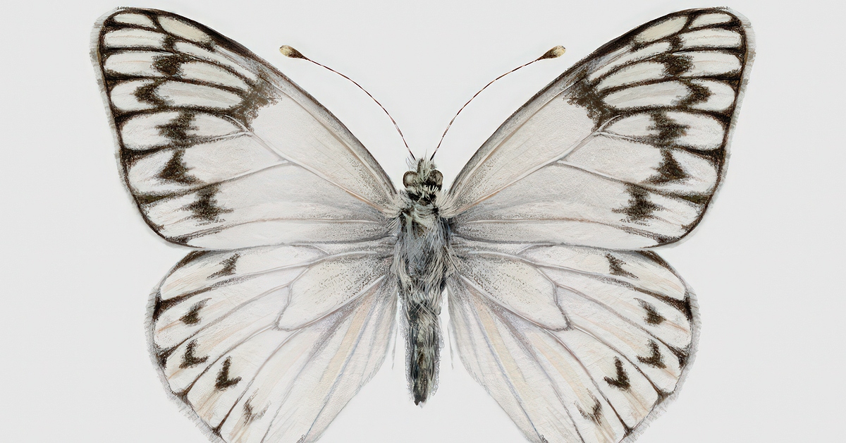 Illustrated Travel Sketchbook: Recording Nature