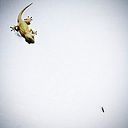 Javier Yáñez Arenas