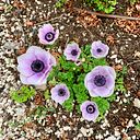 Carolina Martinez Izquierdo