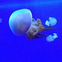 Samanta Bravo Cherbuy