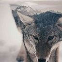 inigo_8