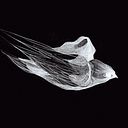 Javier Jubera García