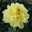 Soledad Vega Gonzalez