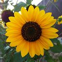 Elena Moreno Ródenas