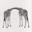 ALBERTO MARCOS BARBADO