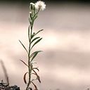 Fernando García Camaño
