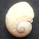 Inmaculada Bueno Serrano