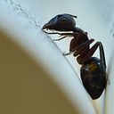 MANUEL DOMÍNGUEZ SÁNCHEZ