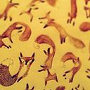 Lucía Caballero Garrido