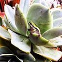 Aída Alanís de la Rosa