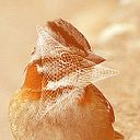 vuelodechincol