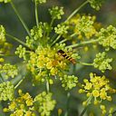 Carol Alvarez Santín