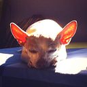 Daniel Salguero Ramos