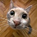 rodolphetoepffer