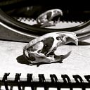 Faridt Guillermo Díaz Flores