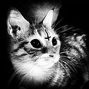 S̬̃̋͆̈́ͣͪͪͩ̈́h̗͖͚͎̳̒ͩ̉̆ͭ̏̈e̝͖͈̟̬ͦ̉ͫO͕̳͖̭̻͉̤͆̊̄͛l̼͉͖̥͚̺̫̊͋ͯ̀ͤ͌͛ͪ̚ Ox