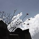 Tatiana Salazar Bustamante