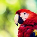 John Scott Wood Nelson