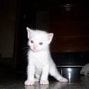 Roberto Amarelo Cibreiro