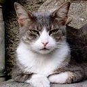 Alejandro Caja Forteza