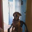 Nicolas Pieragostini