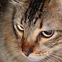 Eddy Diaz Montenegro