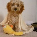 Milagros Saavedra Veintimilla