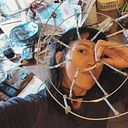 Cecilia Lopez Cesano