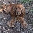 Nathalia Thubten Dolkar