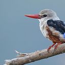 Gerard Fernández Freixa