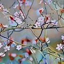 Jannyra Tataje Alban