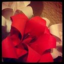 lola_b