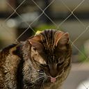 Alejandro Araya YUtronich