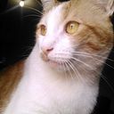lauris6