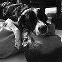 Marco Lozano Garzón