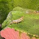 Abel Sánchez Castillo