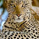 La Mancha del Jaguar